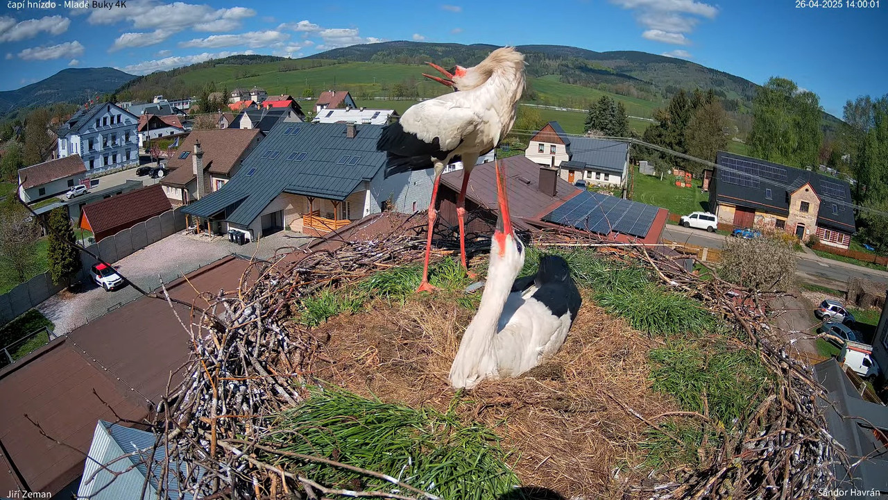 Tiešraides kamera — Mladé Buky — stārķa ligzda 4K 17-46-1 screenshot