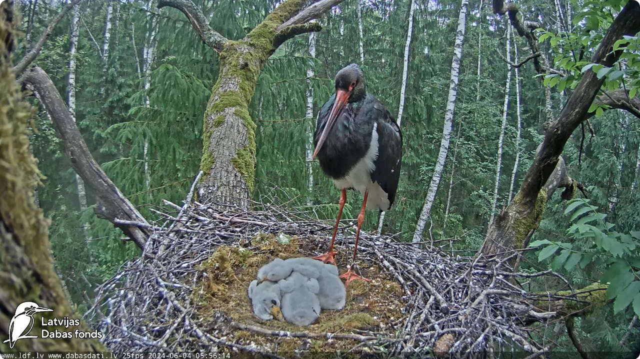 Screenshot 2024-06-04 at 07-07-11 (1) Melnais stārķis (Ciconia nigra) Ogres novadā - LDF tiešraide -
