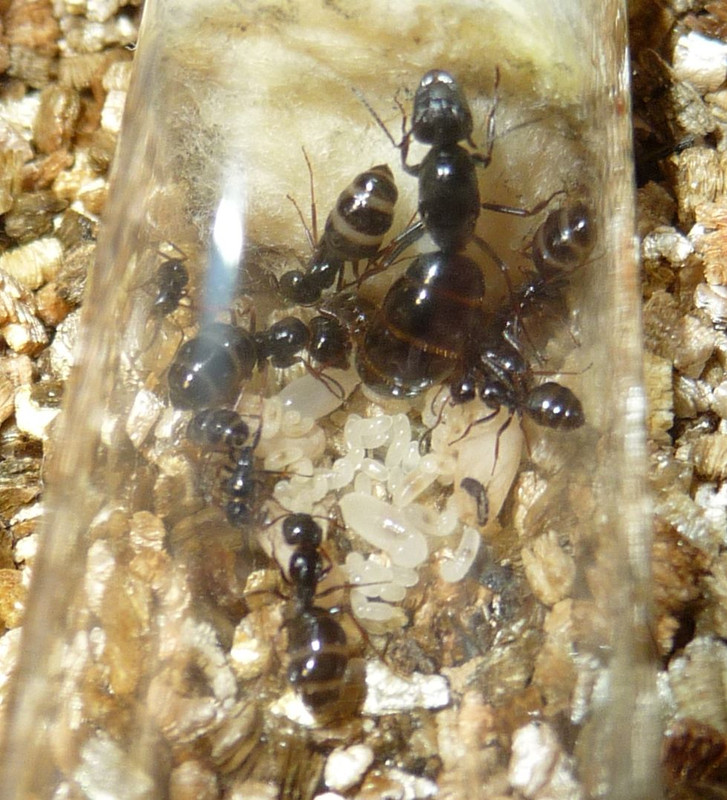 1009-Camponotus-brood.jpg