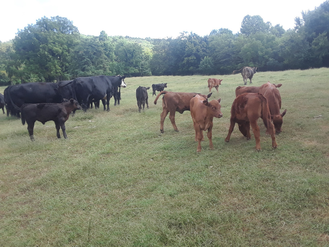 calf crop1