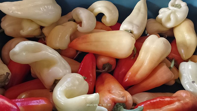 https://i.postimg.cc/L8Syp0JK/paprika-lecsonak-20230915.jpg