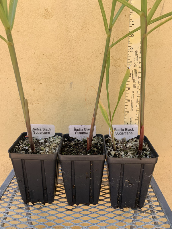 69562589-44C0-4684-8E43-C240945A4869