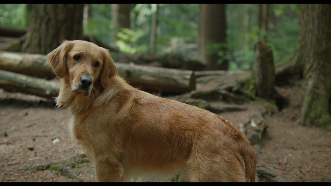The Art of Racing in the Rain (2019) [1080p x265 HEVC 10bit BluRay AAC 7.1] [Prof]