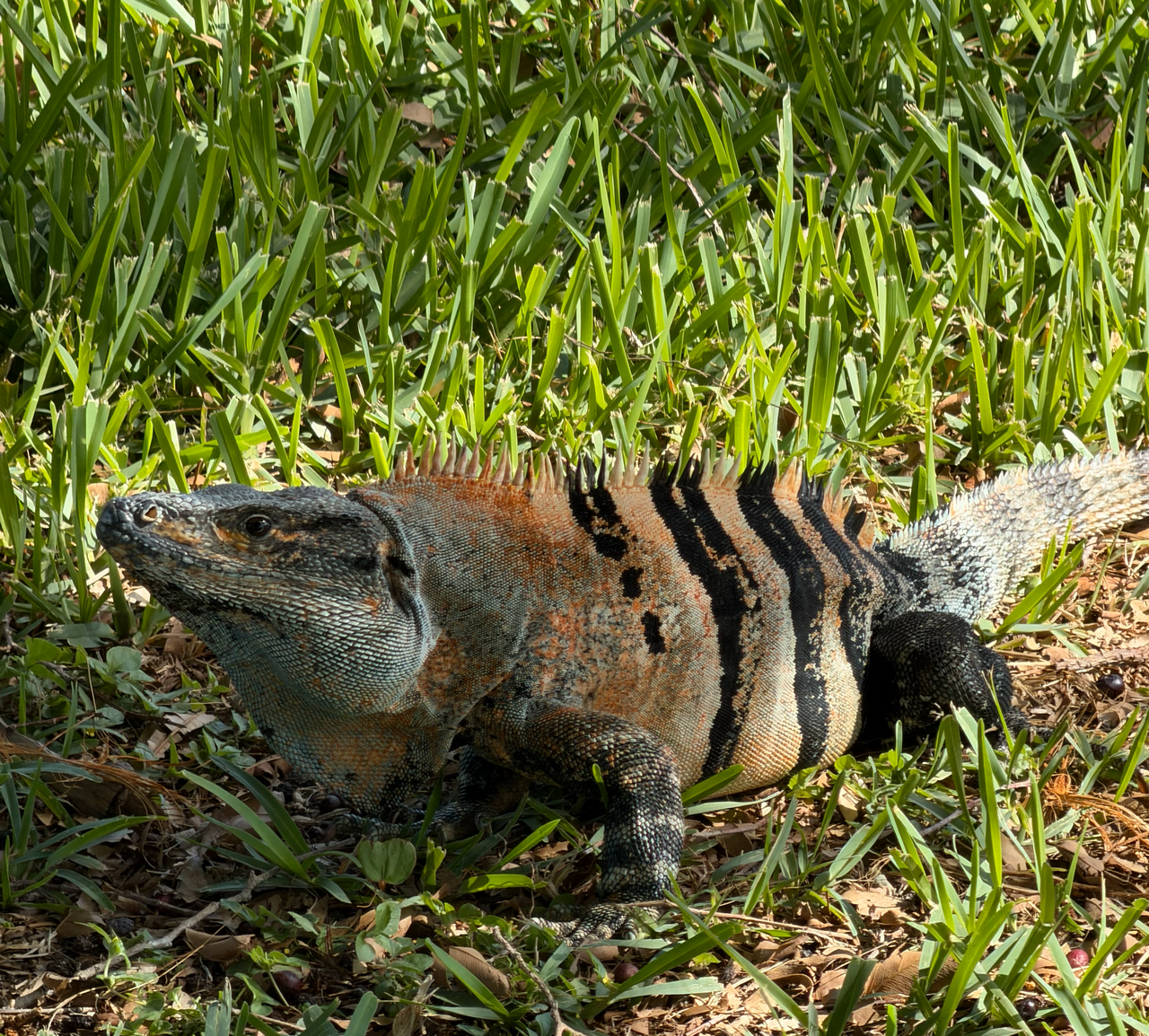 [Image: Fat-Lizard.png]