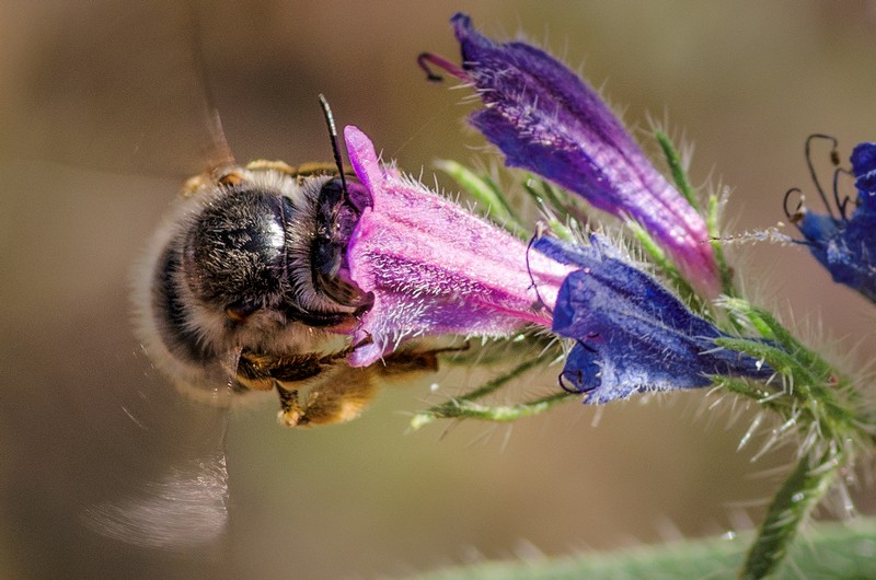 Echium humile (Bugloss) - JPB_1816-Edit-Edit
