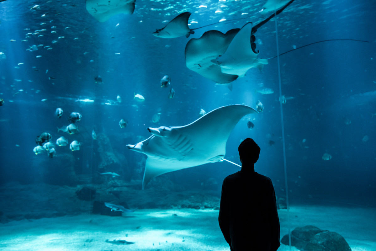 Grande baie et public-H-Lamblin-Iconocom (36)