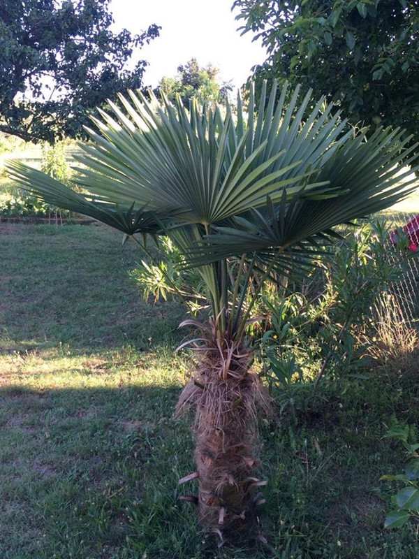 35389749_10215399782408801_6570379667352584192_n