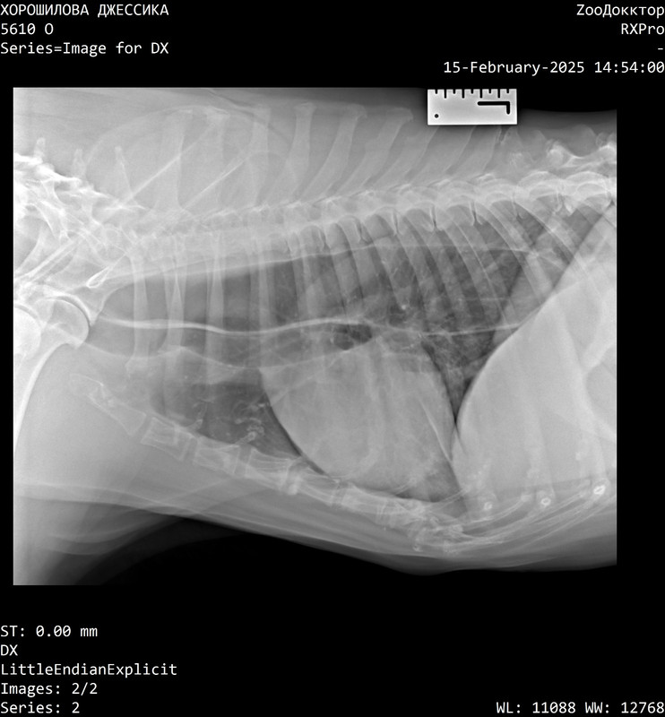 IMG-20250216-WA0005