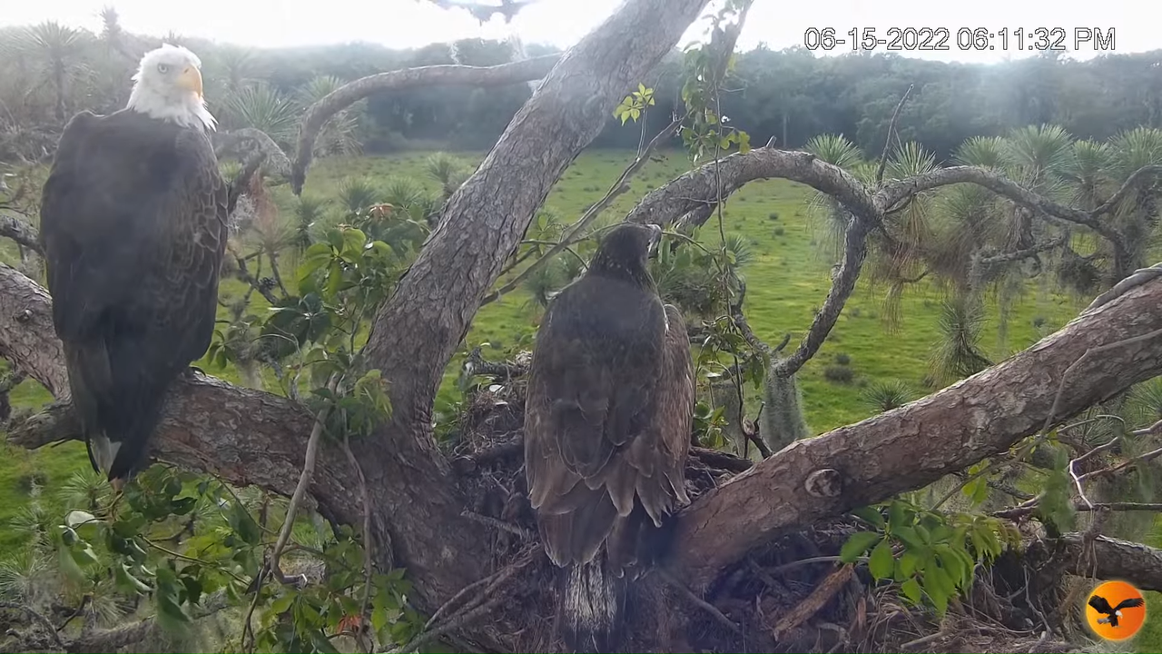 EC Nest Cam 11-26-36 screenshot (1)