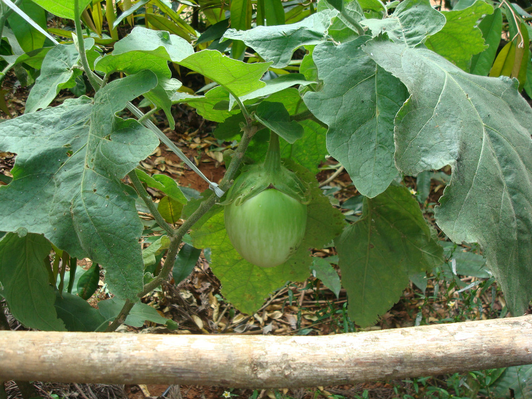 DSC06968