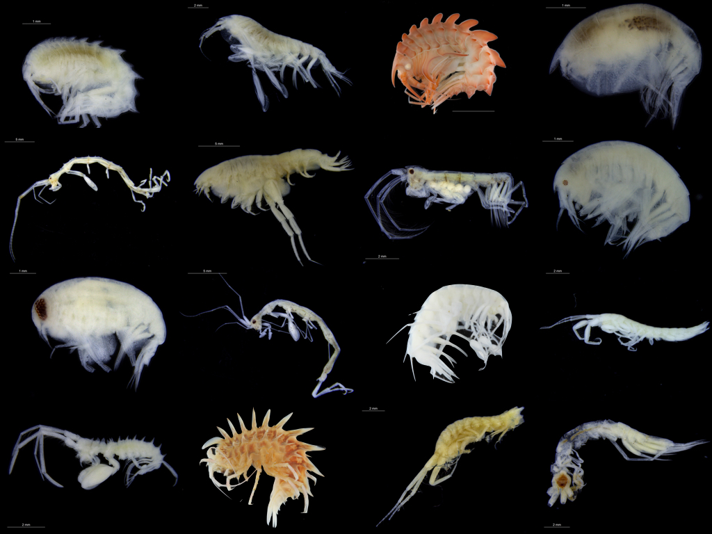 Deep-sea amphipods from the Mariana Trench