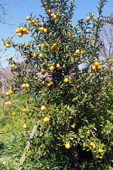 Benton Louisiana CitrusTree - Thomasville
