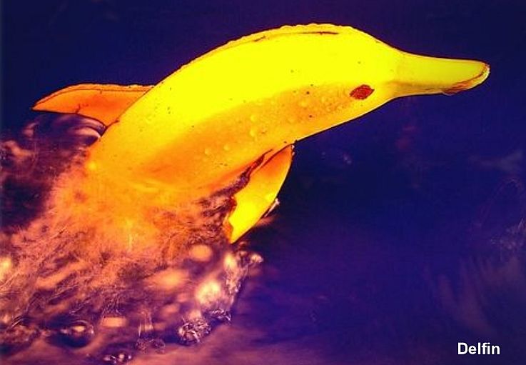 https://i.postimg.cc/L8XrRCcK/delfin.jpg