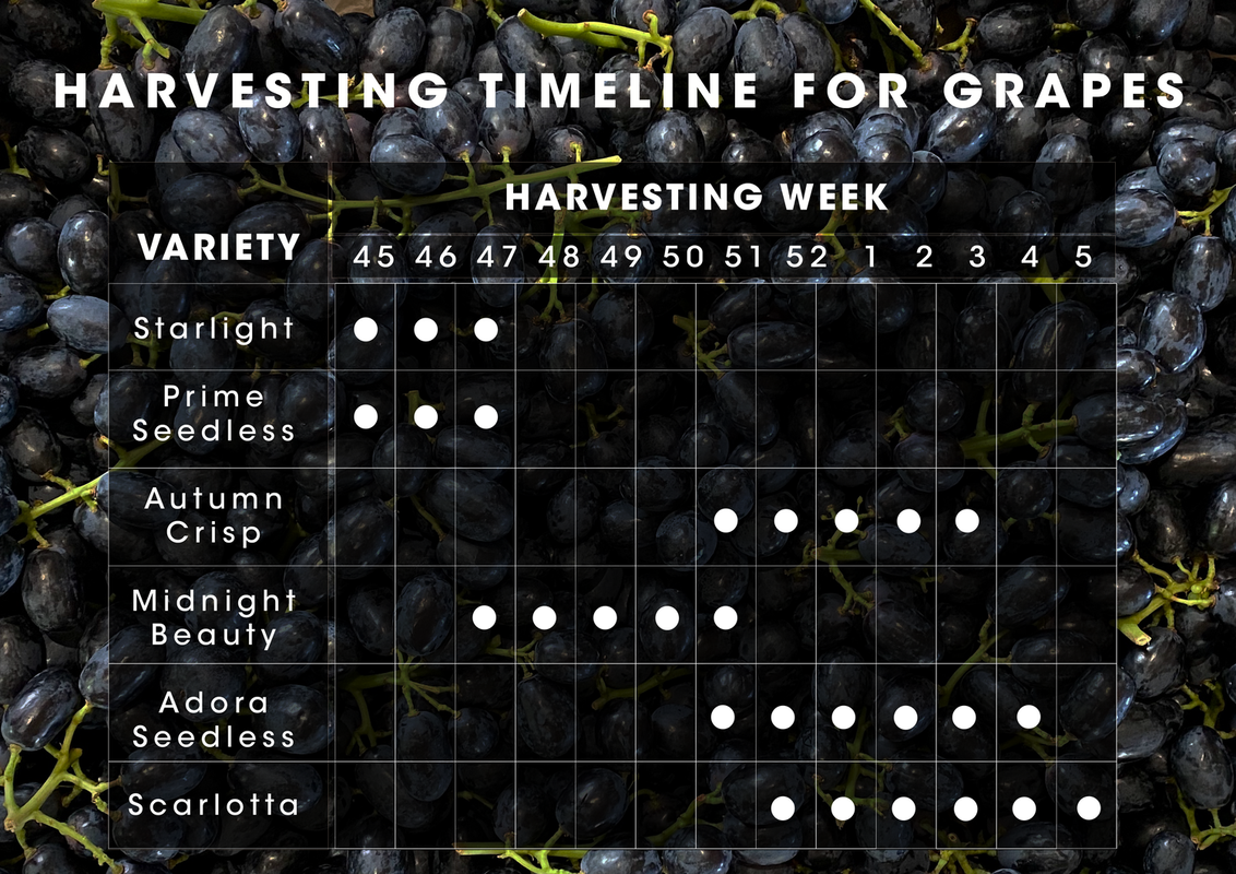 grapes timeline