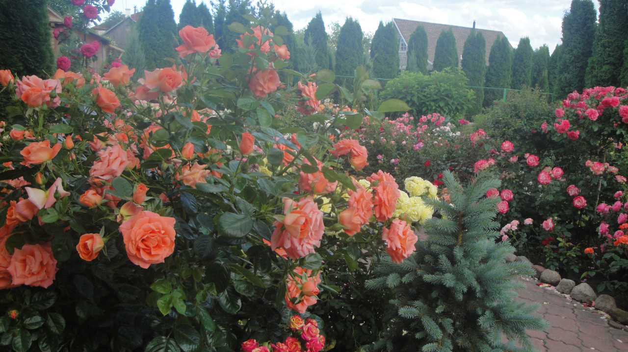 DSC08530