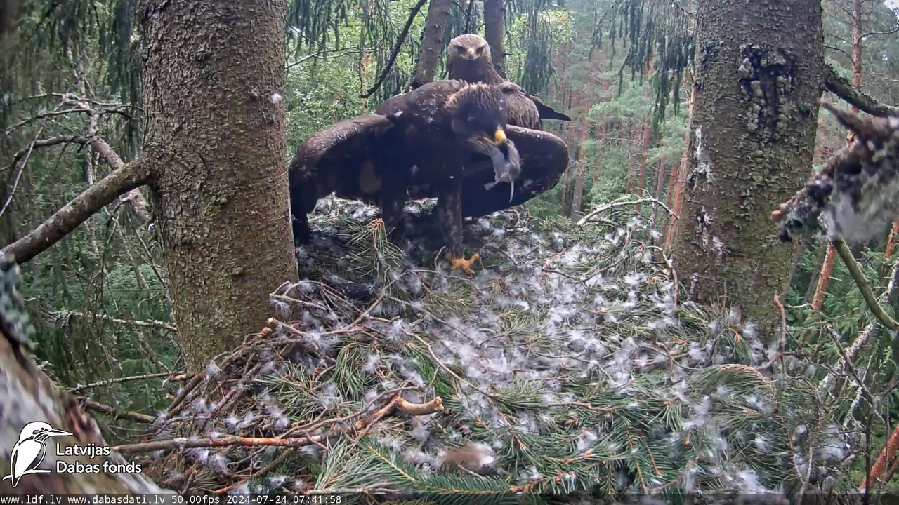 Mazais ērglis (Clanga pomarina), ligzda eglē __ Lesser spotted eagle in spruce, Zemgale, Latvia 7-26