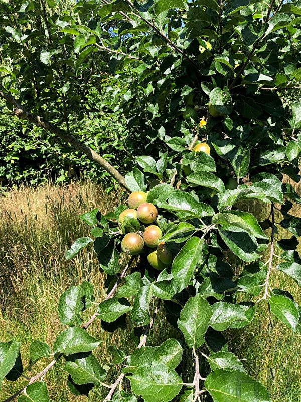apple-tree-Jordans.jpg