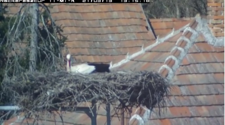 2021-03-13_121615 végre lefeküdt