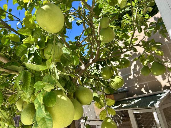 [Image: IMG-1678.jpg]