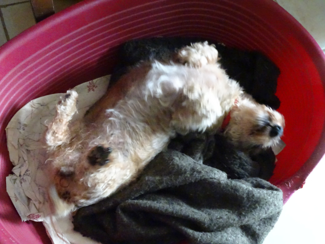 [Image: DSC03527.jpg]