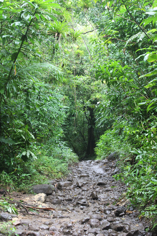 forest