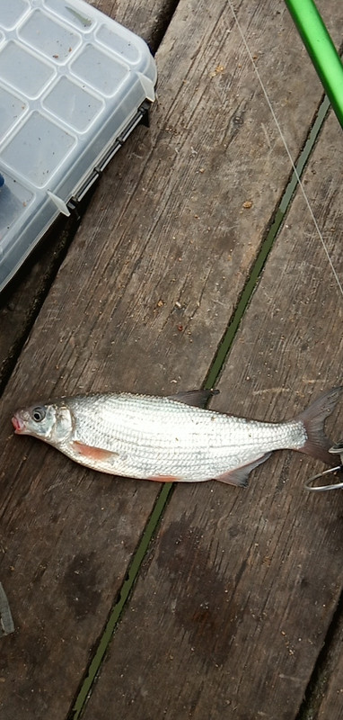 9,12,2019елизаветка 241