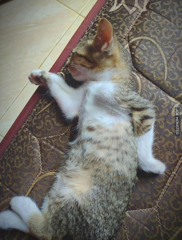 81.jpg