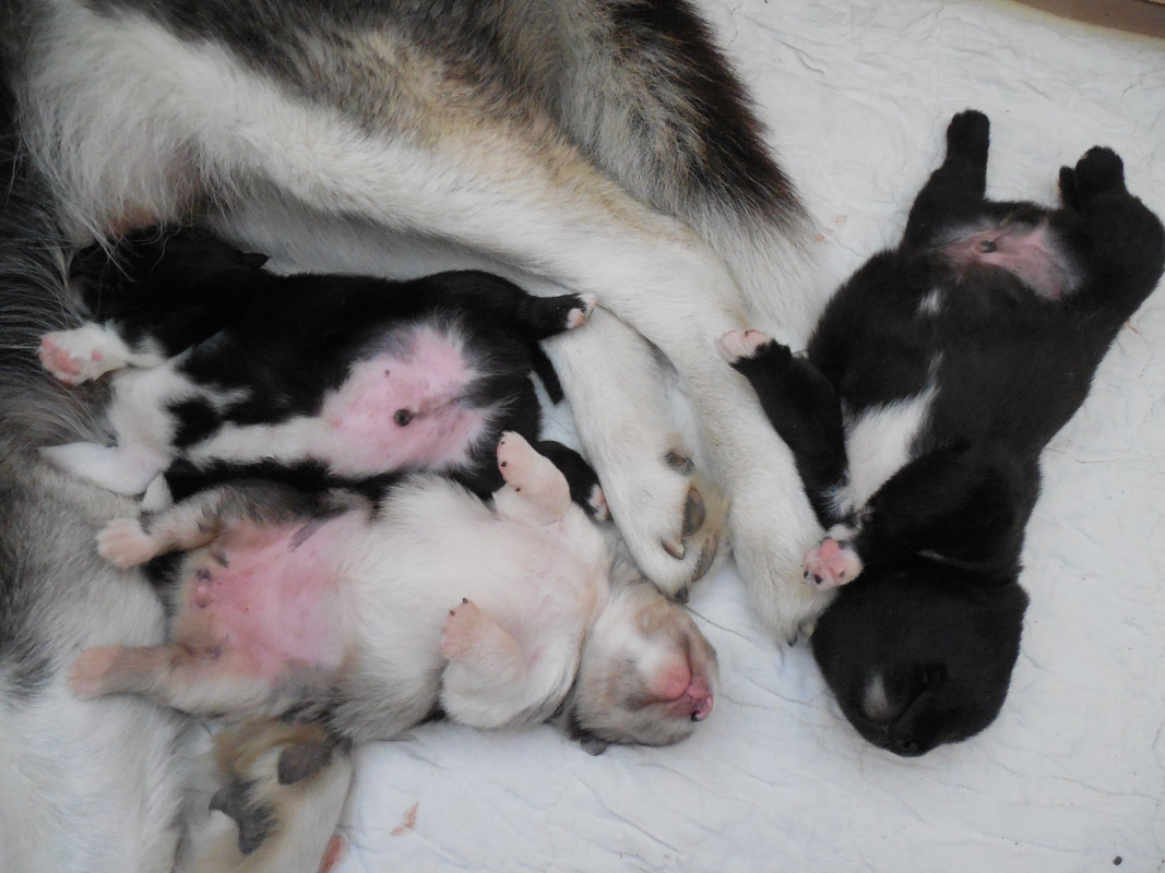 60511148_2754385117912027_8272782820905058304_o (4)