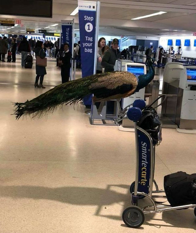 99824354-peacock-976.jpg