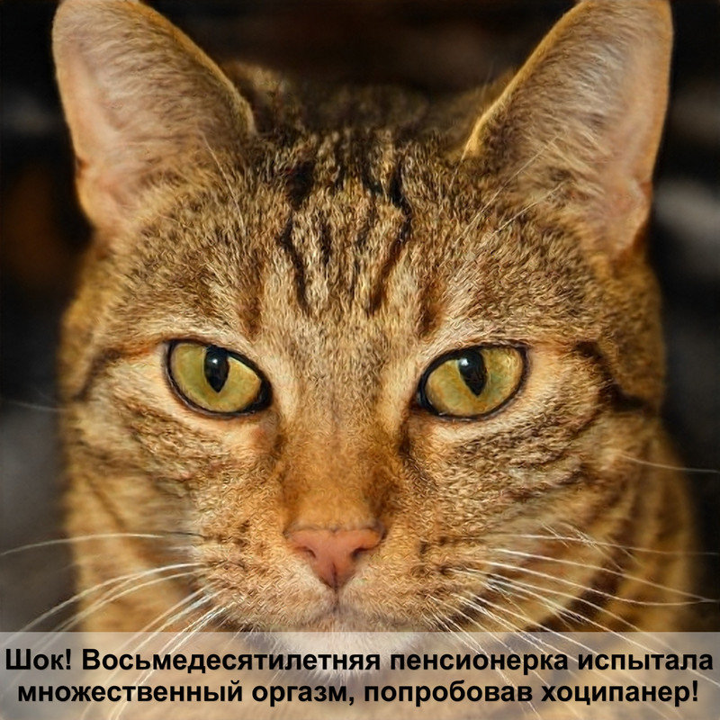 старая кошка лезет шерсть