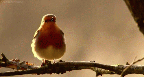 IMG-6266.gif