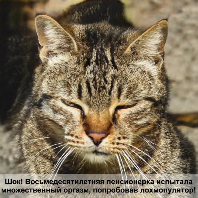 короткошерстные кошки