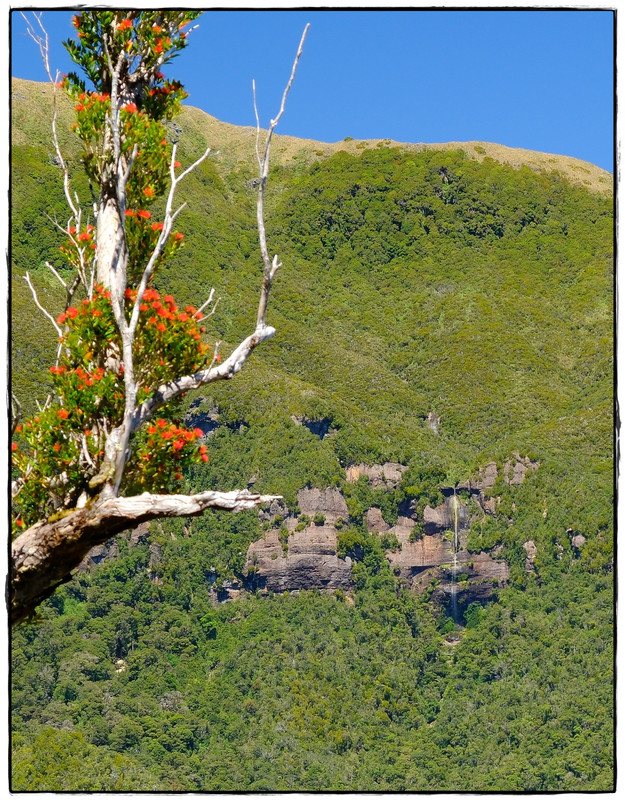 Paparoa NP: Paparoa Track (diciembre 2024) - Escapadas y rutas por la Nueva Zelanda menos conocida (42)