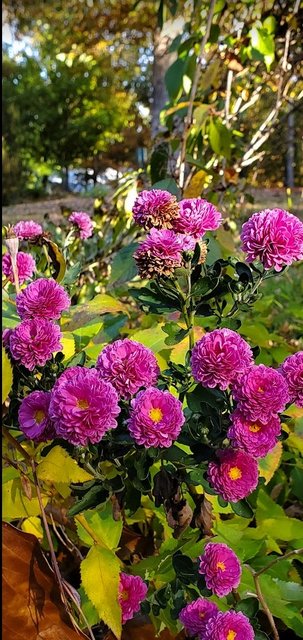 [Image: 202310-Mums-Sau.jpg]