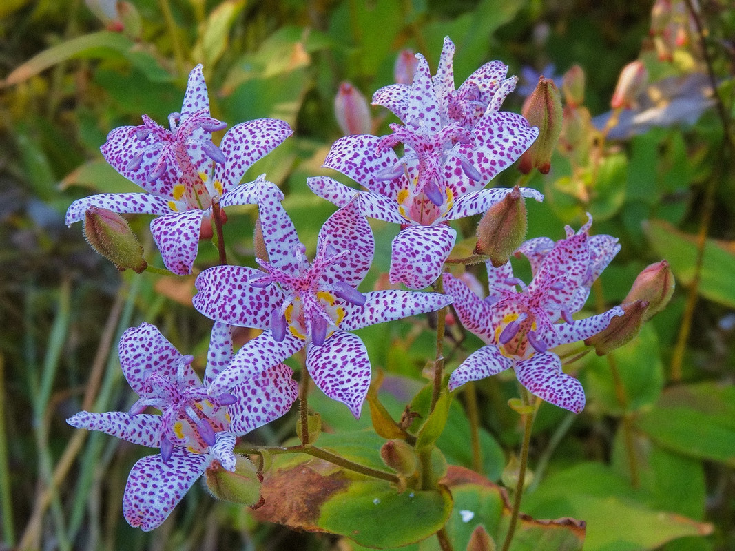 Tricyrtis en fleur