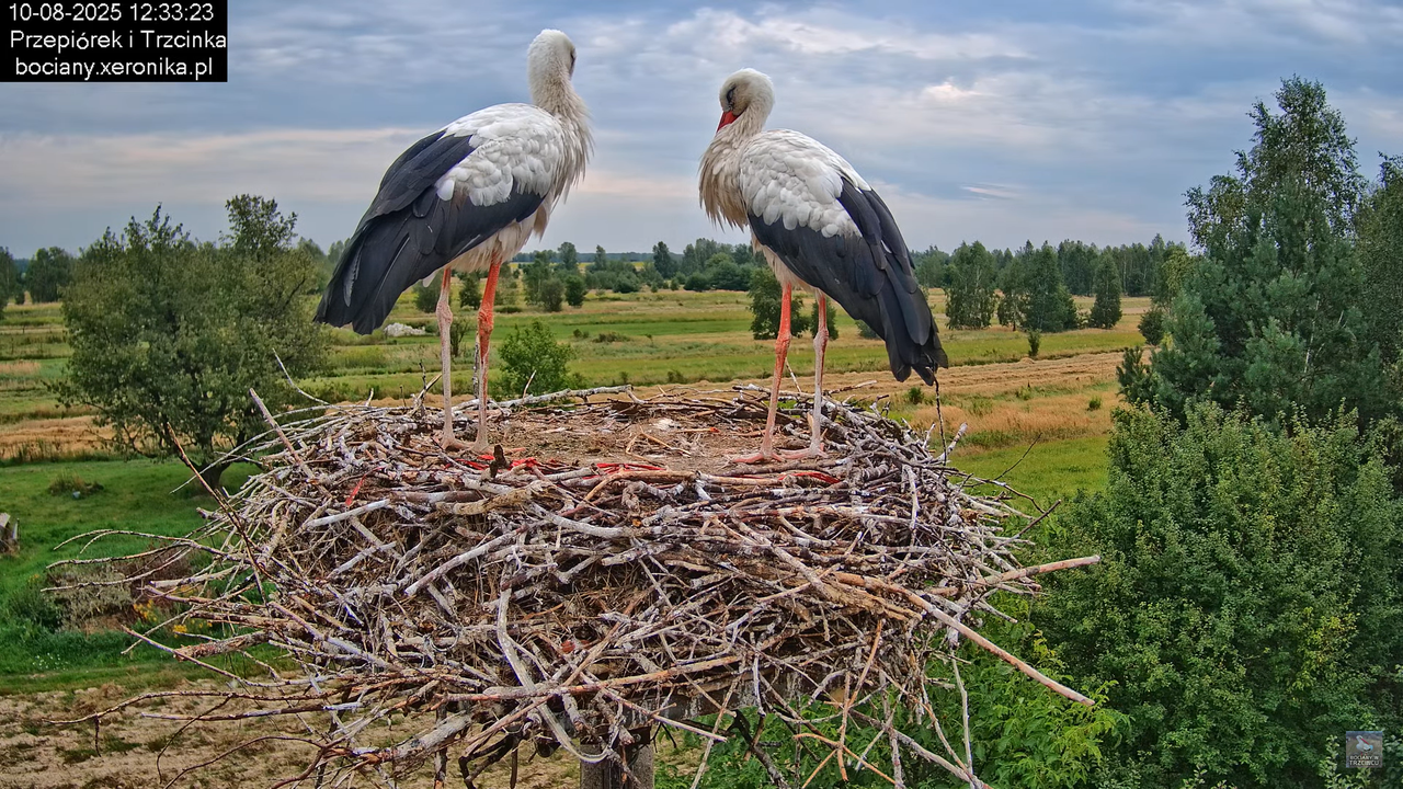 10082025bociany18
