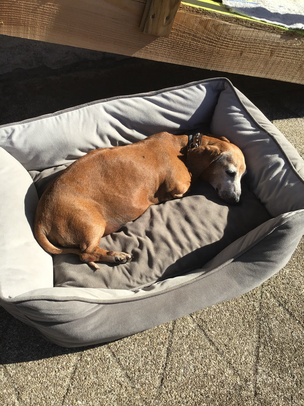 [Image: 462-CF818-E00-F-42-A6-8144-804-B0-F4-F75-F2.jpg]