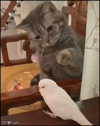 Cute-Cat-GIF-Gentle-cat-wants-to-touch-new-budgie-but-he-s-too-shy-So-sweet-kitty-cat-gifs-com.gif