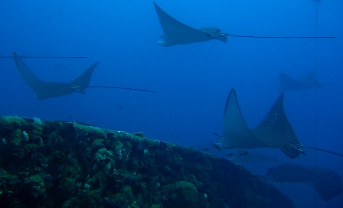 Ilustrasi migrasi ikan pari di lautan.