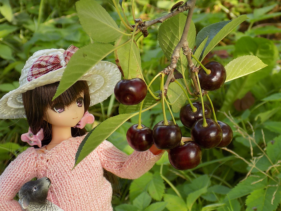 Дачное июль 2016 113