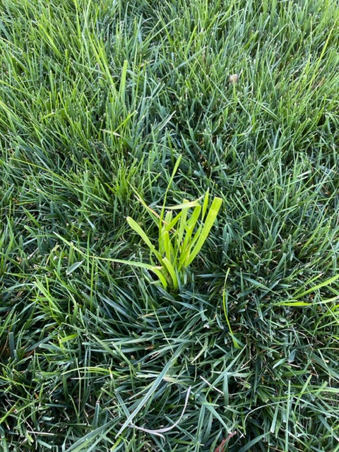 TTTF vs nutsedge? | Lawn Care Forum