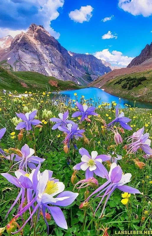 purplemountainlillies.jpg
