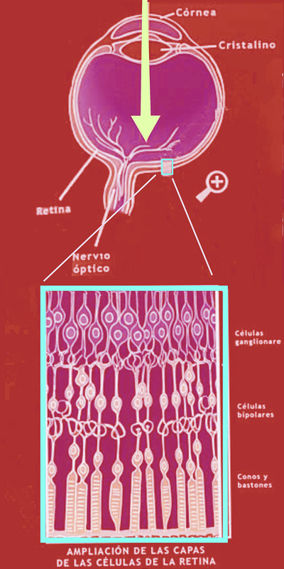 Formaci�n de la Imagen en el Ojo