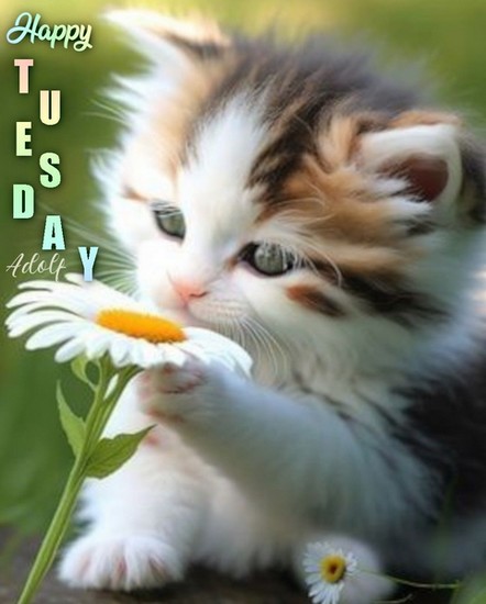 TUESDAY-mardi-9