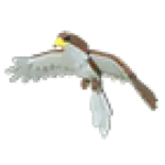 Hawk