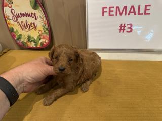m female 3