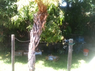 Tree fern braces
