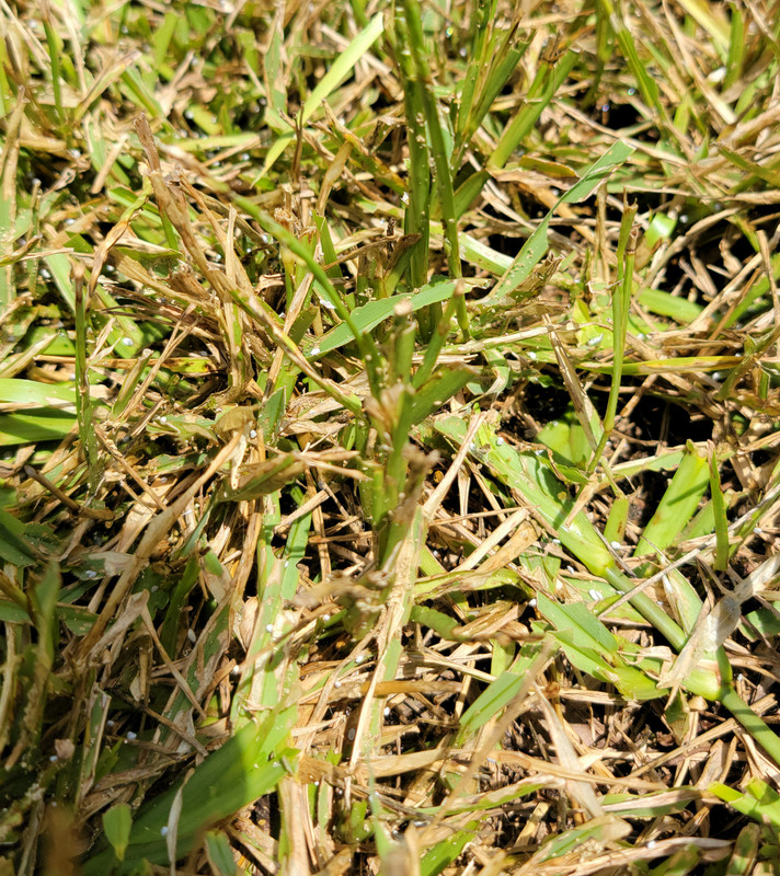 Help What is killing my grass now? UPDATE Got worms. What's the best