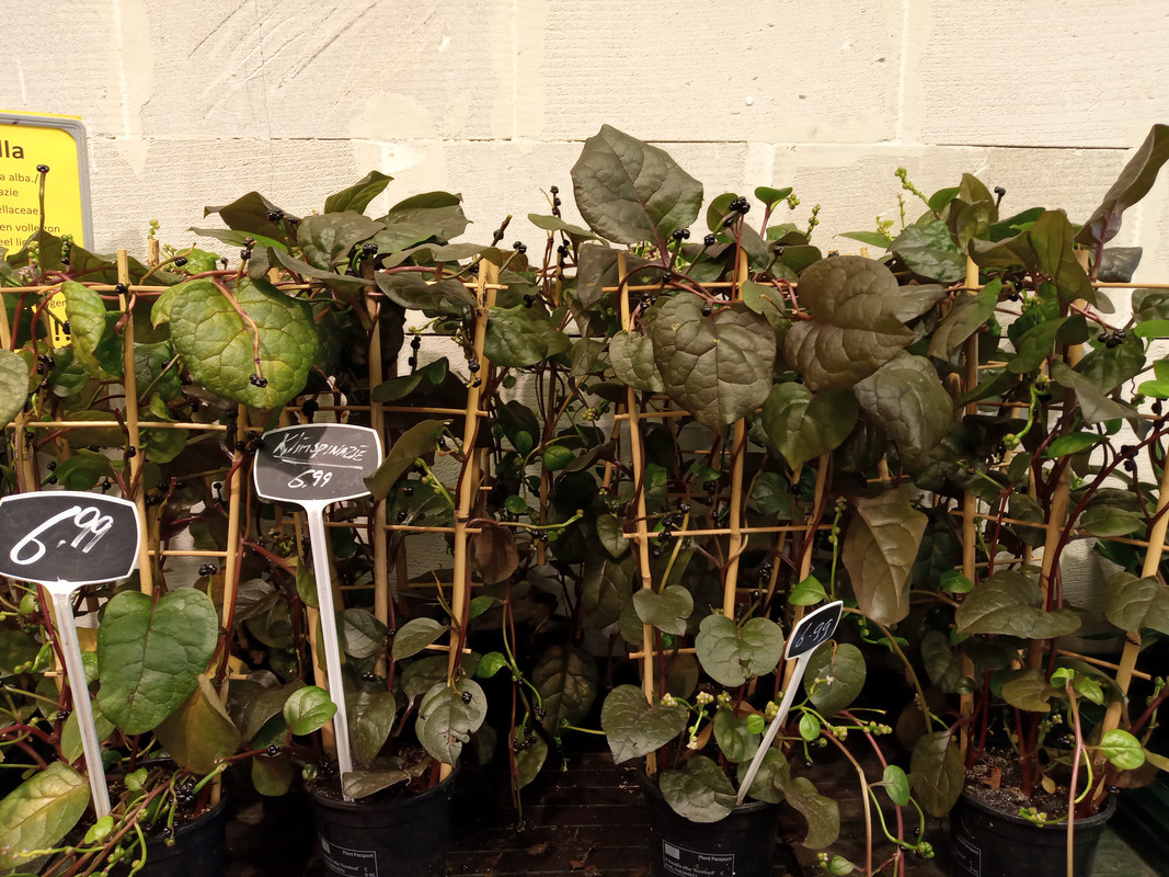 [Image: 20201016-160108.jpg]