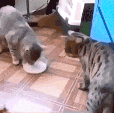 26.gif